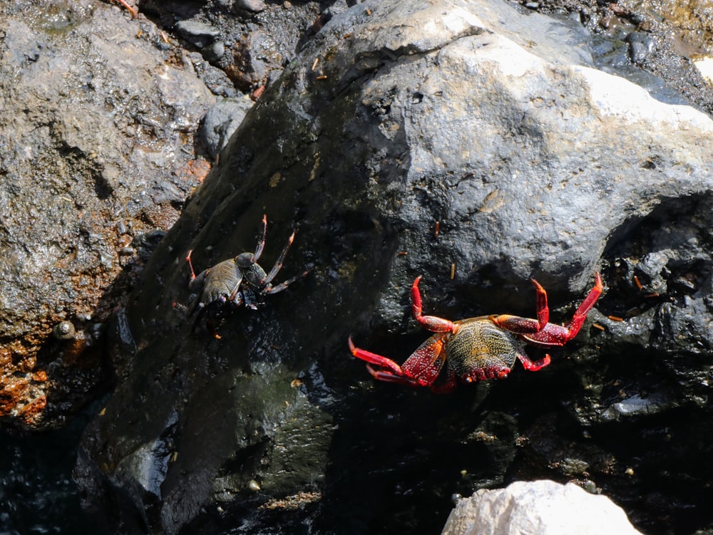 two crabs on the rocks near the water
