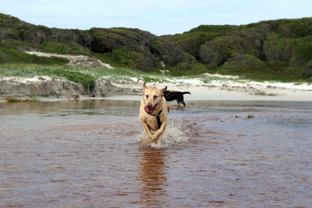 a dog running through a body of water