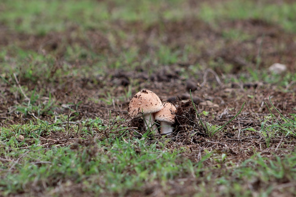 a small mushroom sitting in the middle of a field
