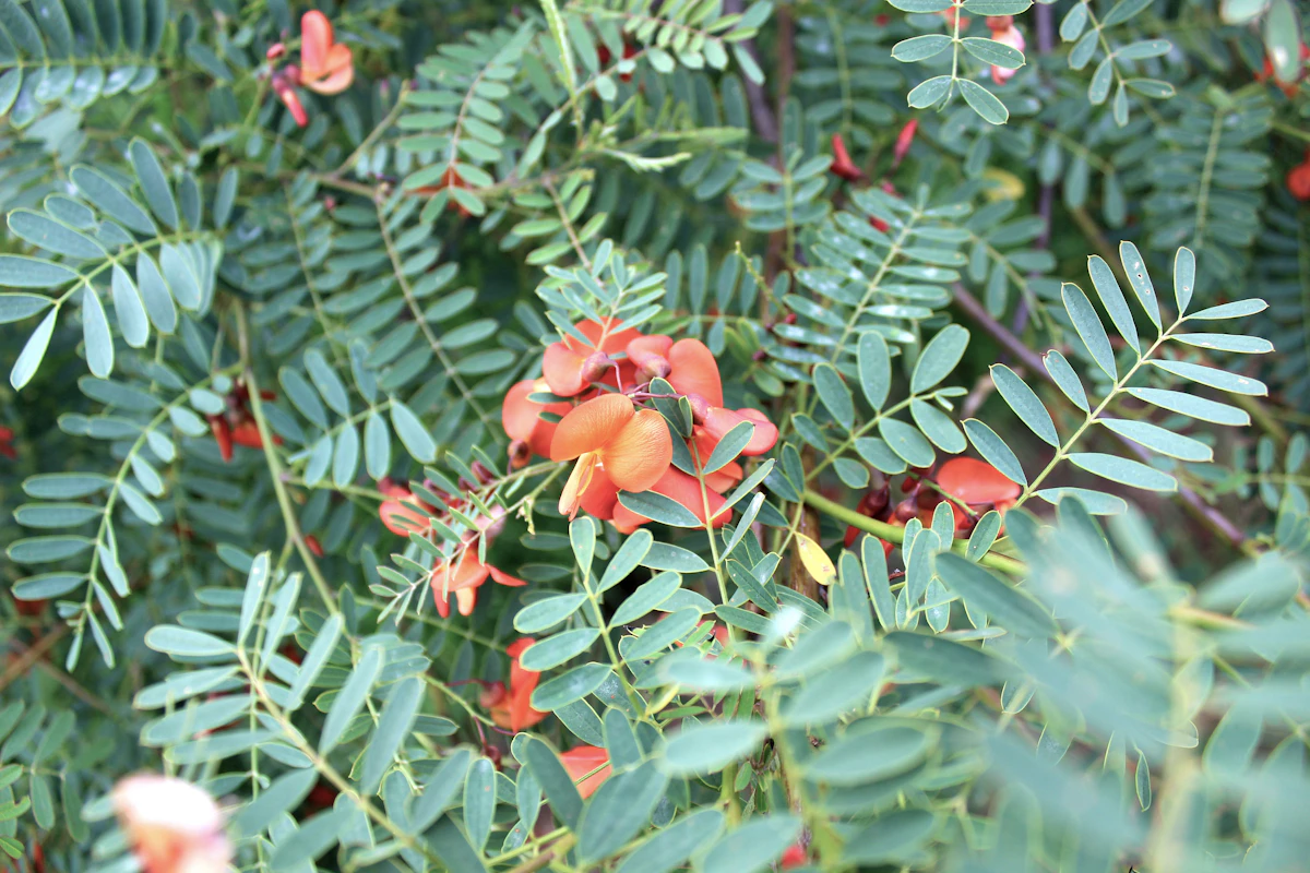 Sesbania Agasthi Hummingbird Tree Edible Flowers India — PlantCare