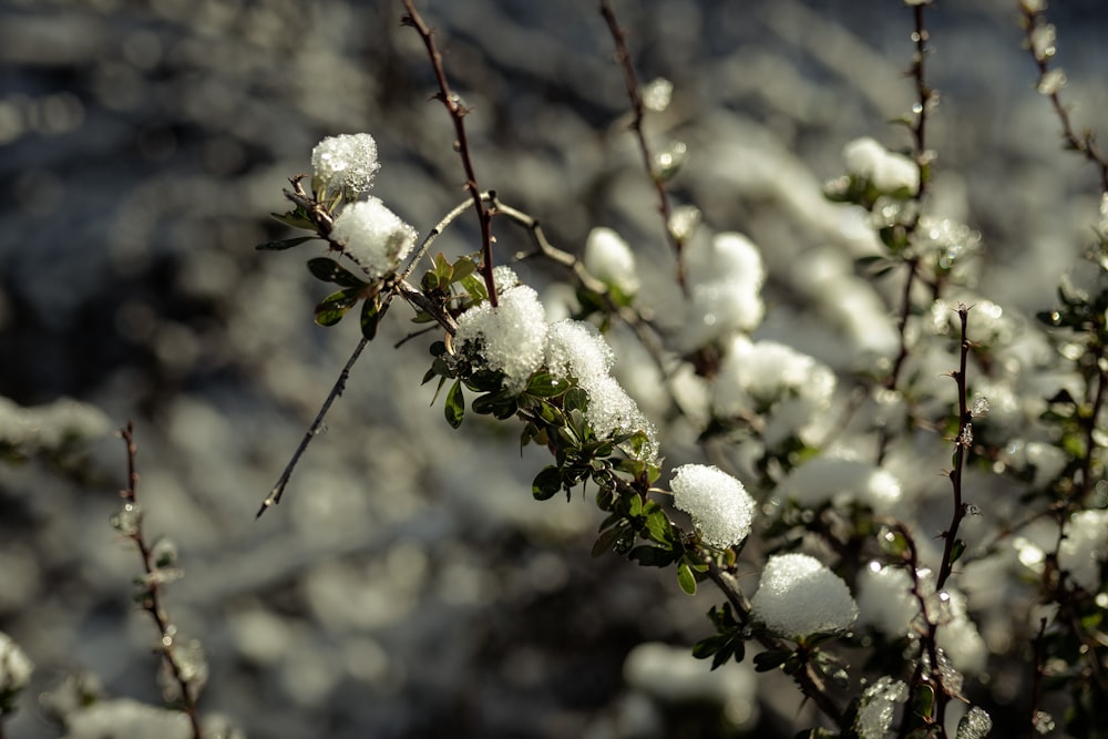 a close up of a tree with snow on it