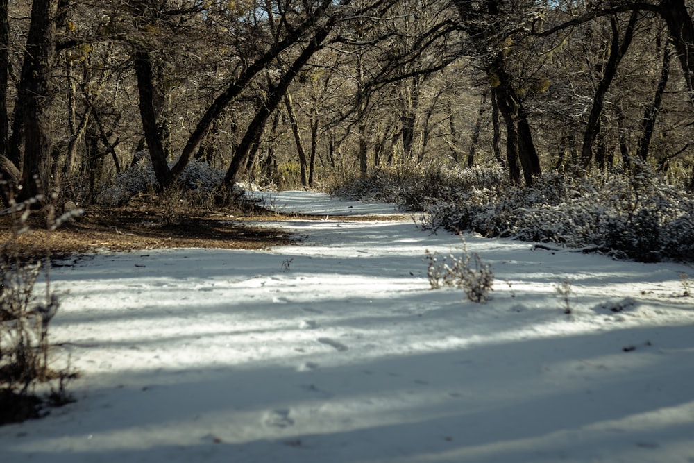 a snow covered path in a wooded area