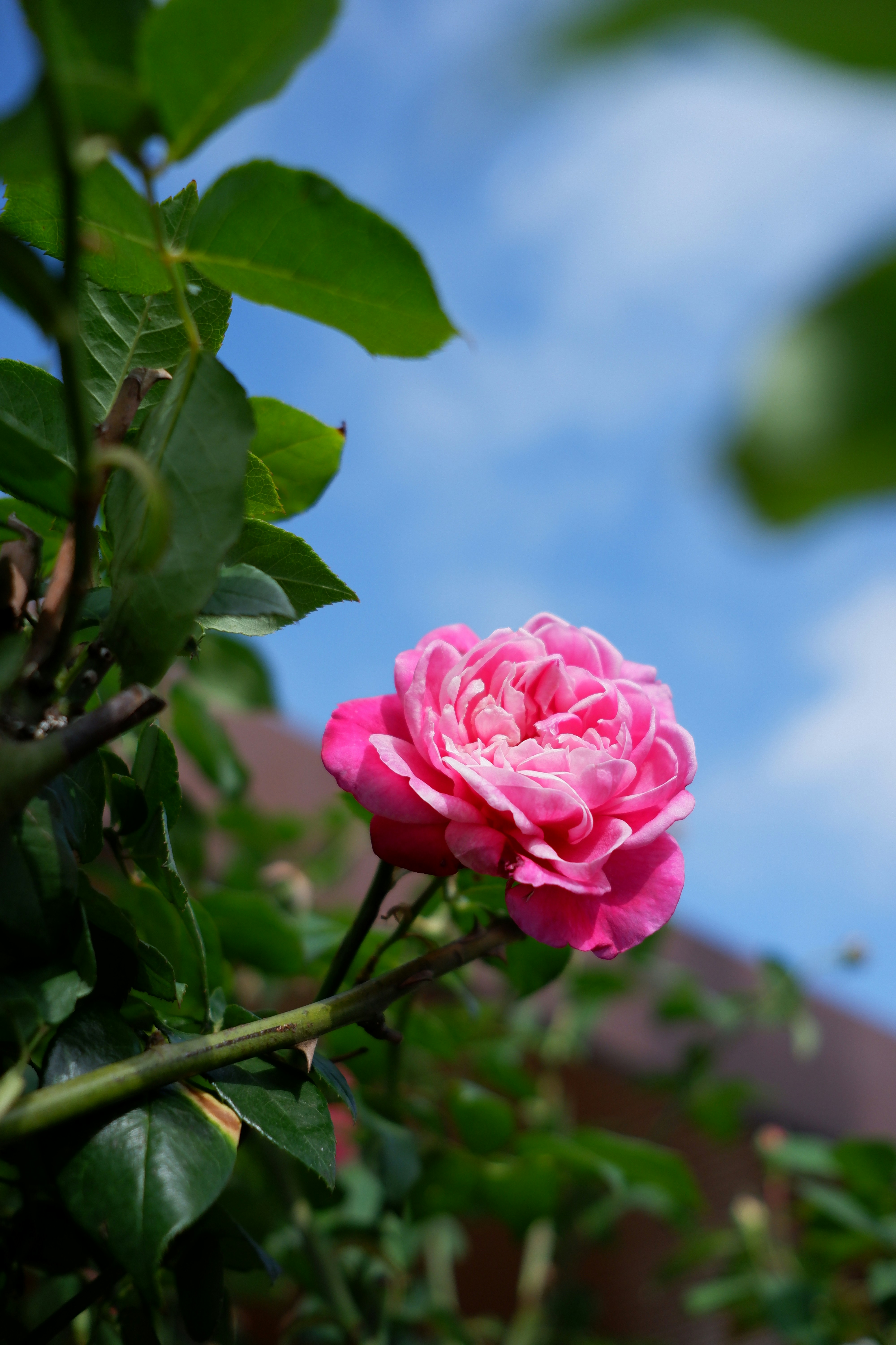 Photo by ryanduong94