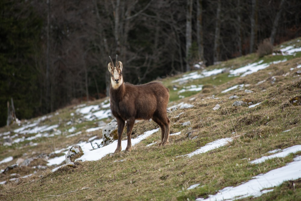 a brown animal standing on top of a snow covered hillside