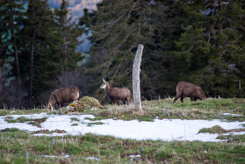 a herd of elk grazing on a snow covered hillside