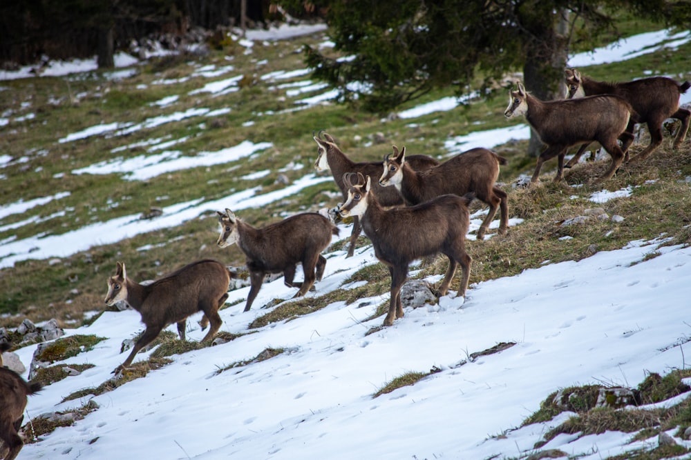 a herd of goats walking across a snow covered hillside