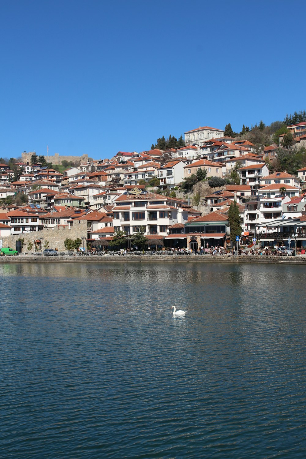 a white swan floating on top of a body of water