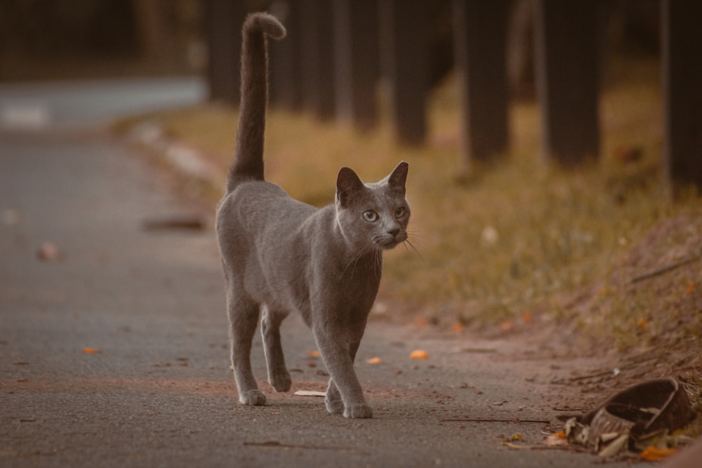 a gray cat walking down a road next to a forest