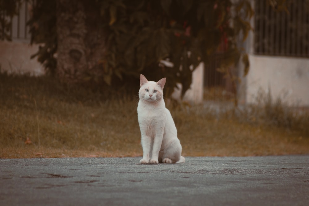 a white cat sitting on the side of a road