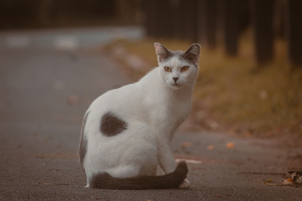 a black and white cat sitting on the side of a road