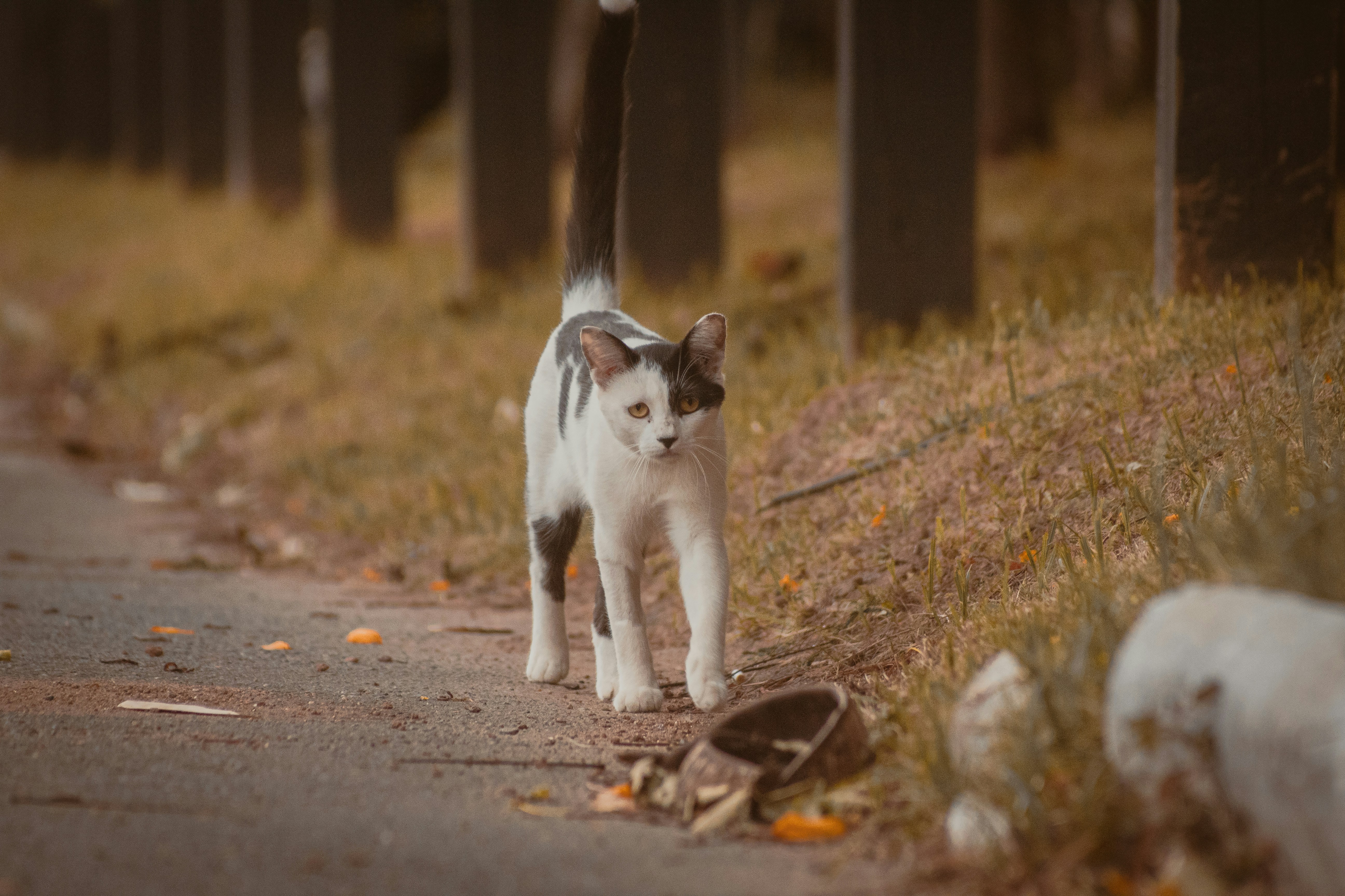 Photo by gabriel_merim