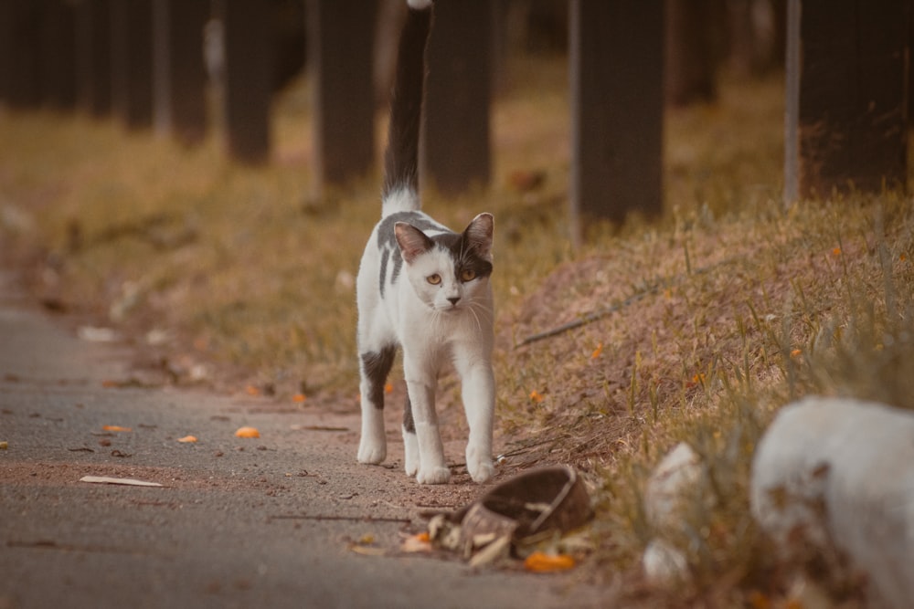 a cat walking down a road next to a forest
