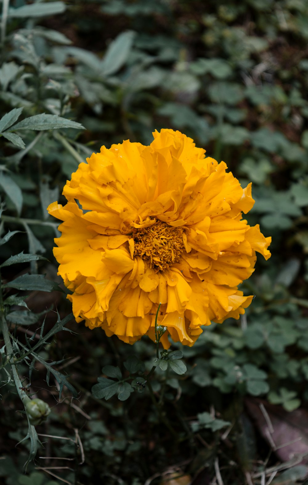 a yellow flower is in the middle of a bush