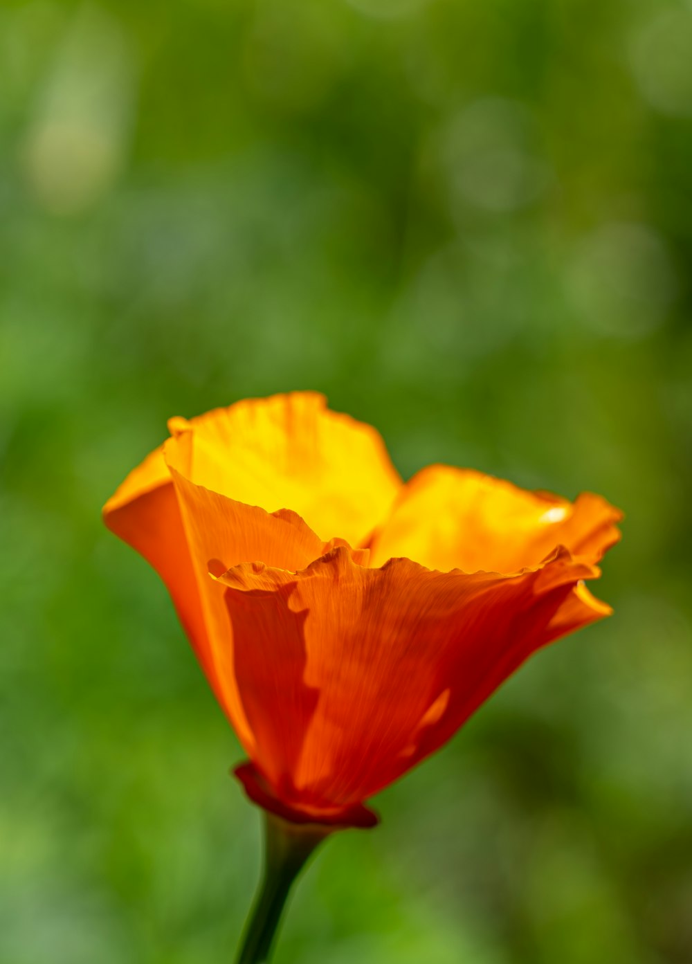 una sola flor naranja con un fondo borroso