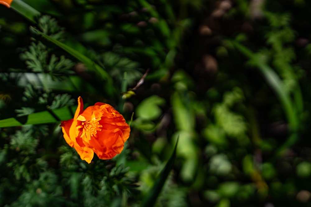 a close up of an orange flower on a plant