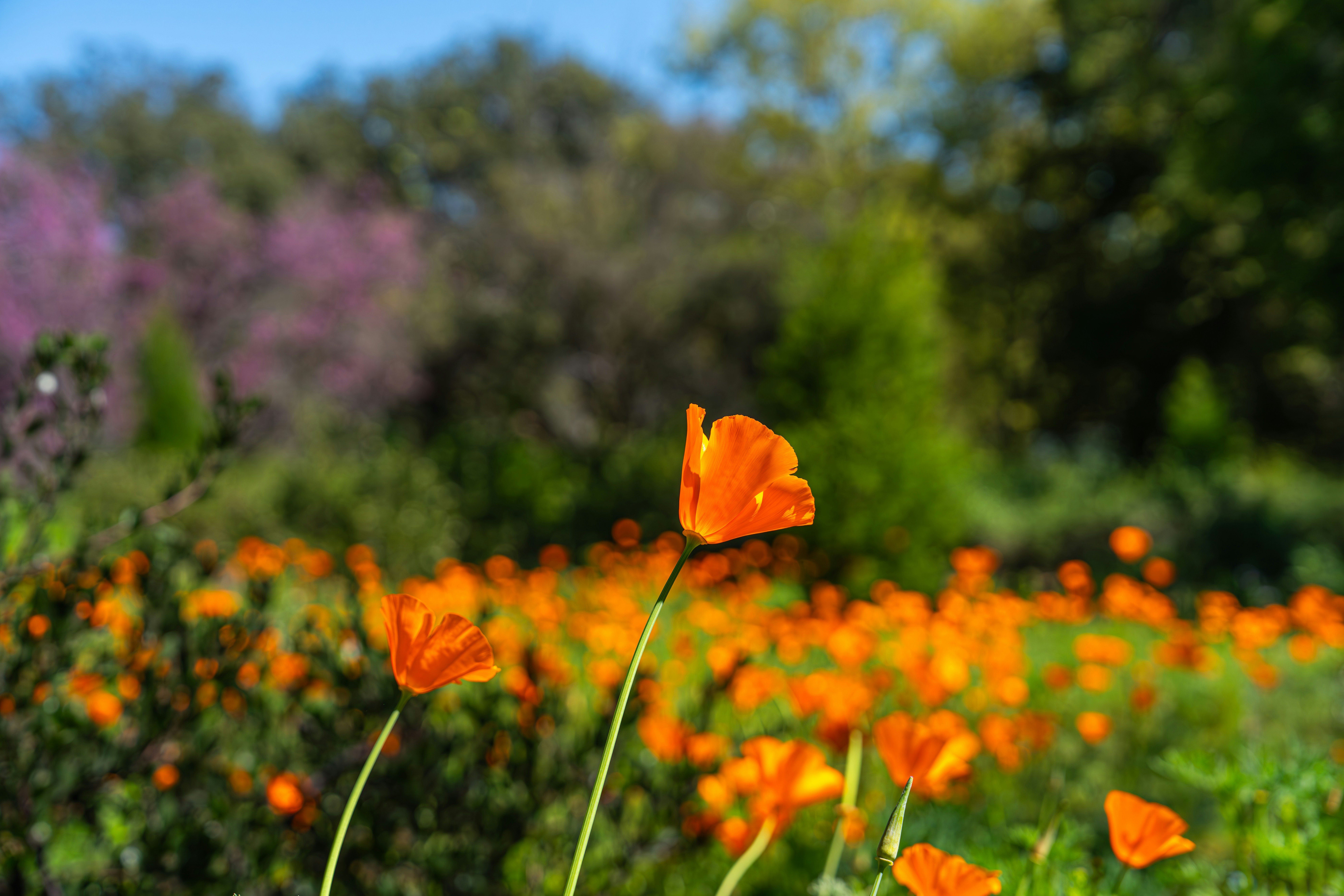 Photo by fortuitousfoto