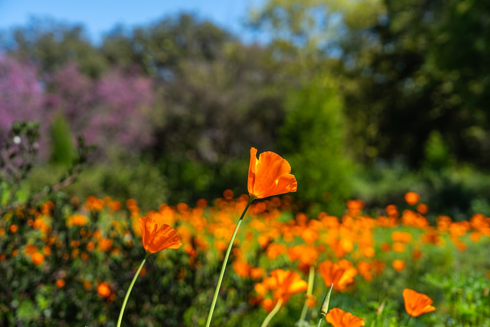 a field full of orange flowers with trees in the background