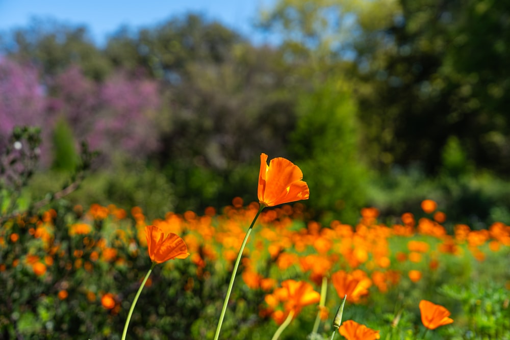 木々を背景にオレンジ色の花が咲き乱れる野原