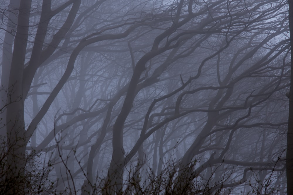 una foresta nebbiosa piena di alberi