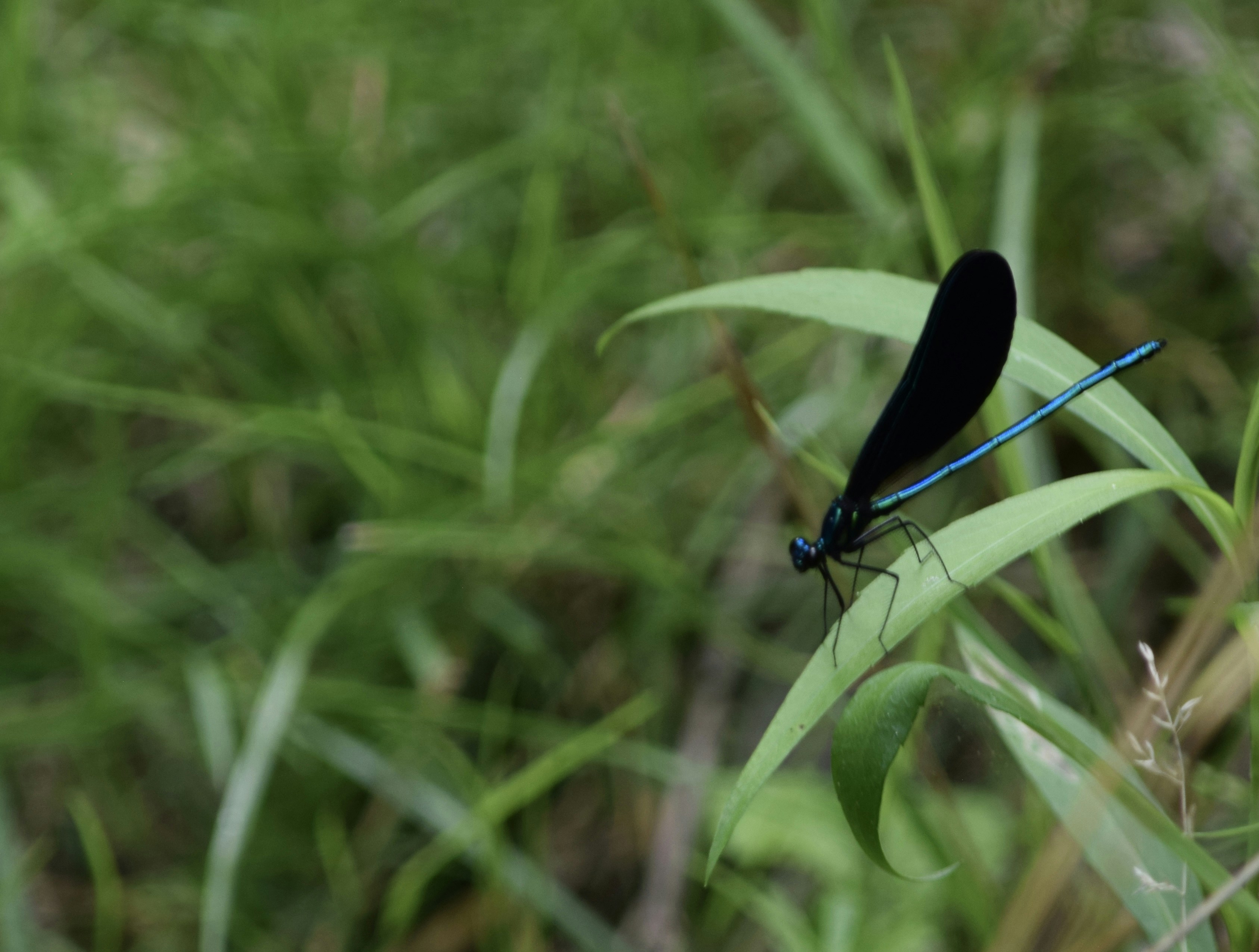 Photo by kcbuckphoto17