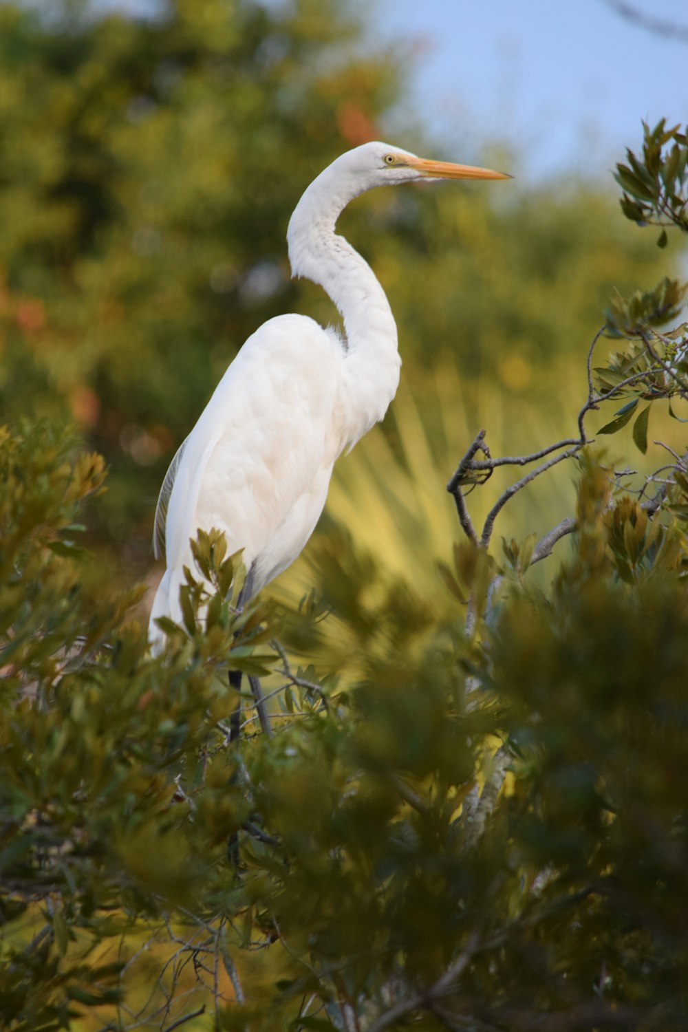 a white bird is standing in a tree