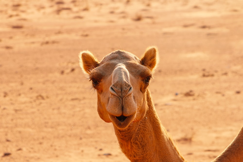 a close up of a camel in the desert