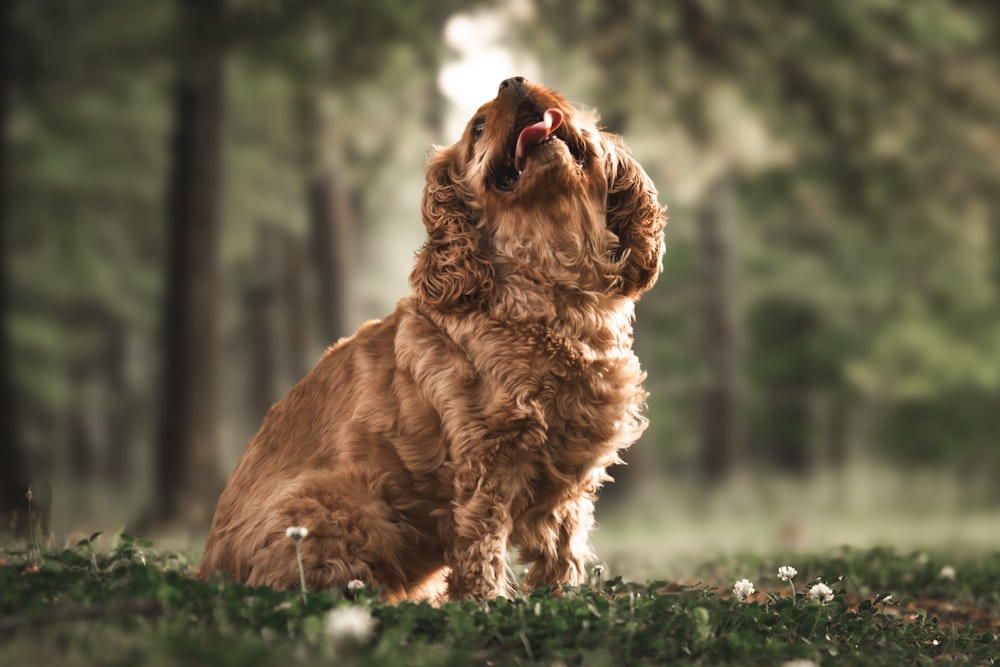 a dog sitting in the grass with its mouth open