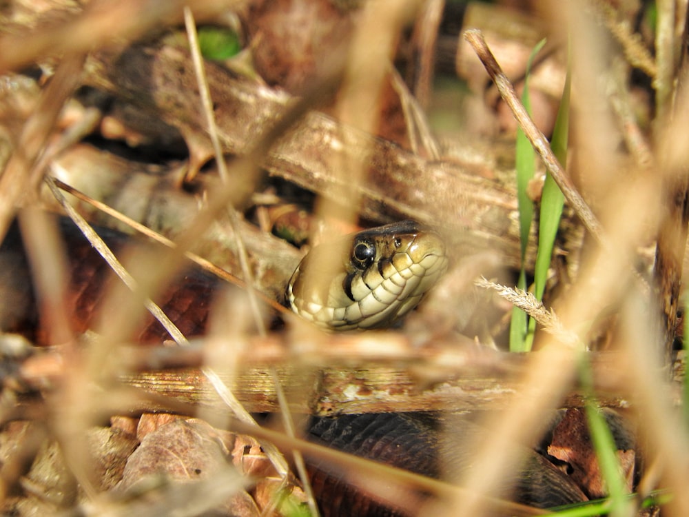 a snake that is sitting in the grass