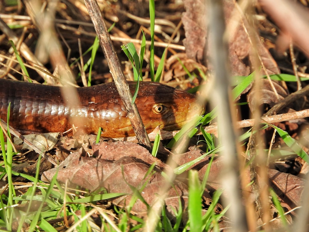 a close up of a brown and black insect on the ground