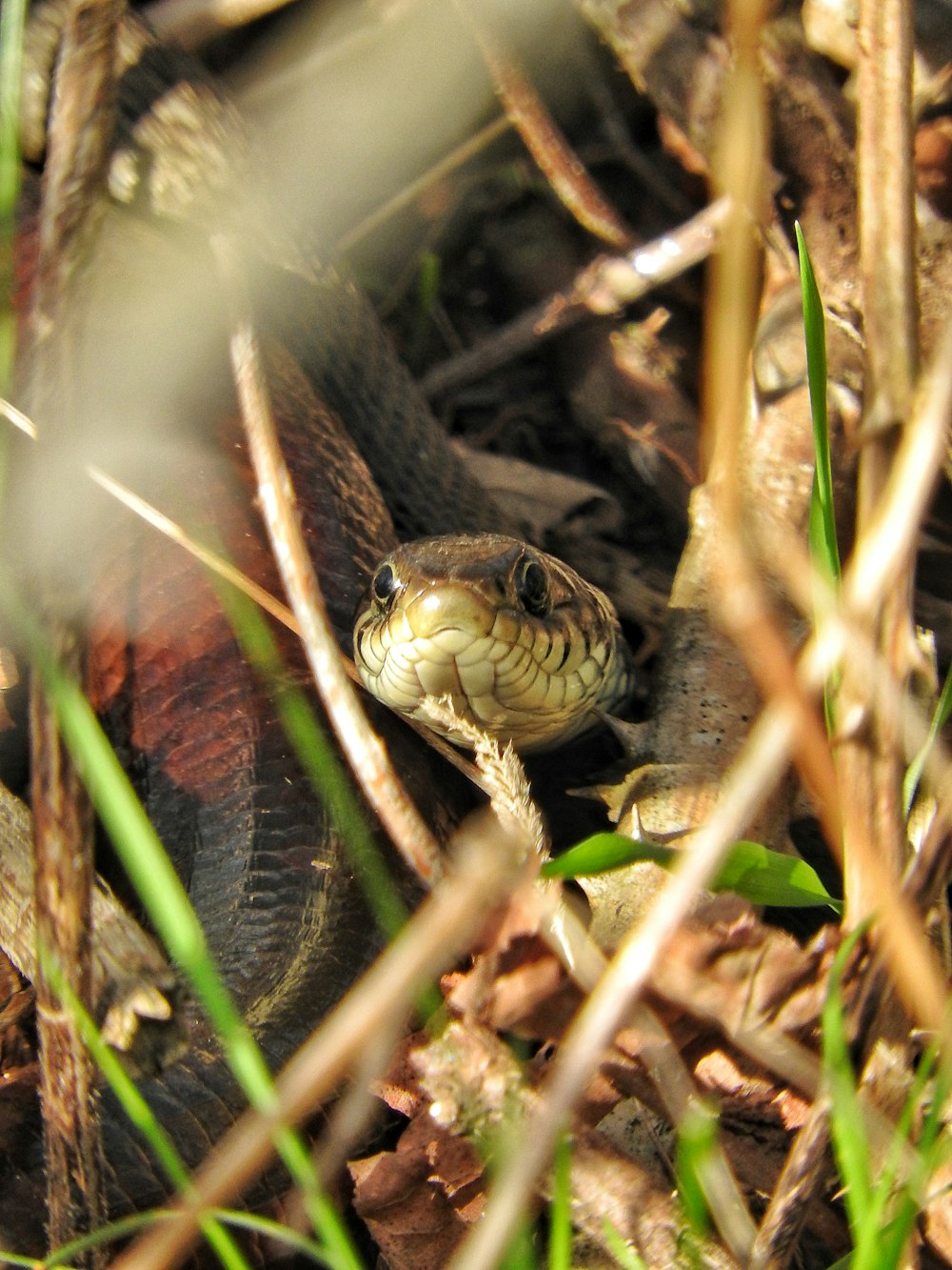 a snake that is sitting in the grass