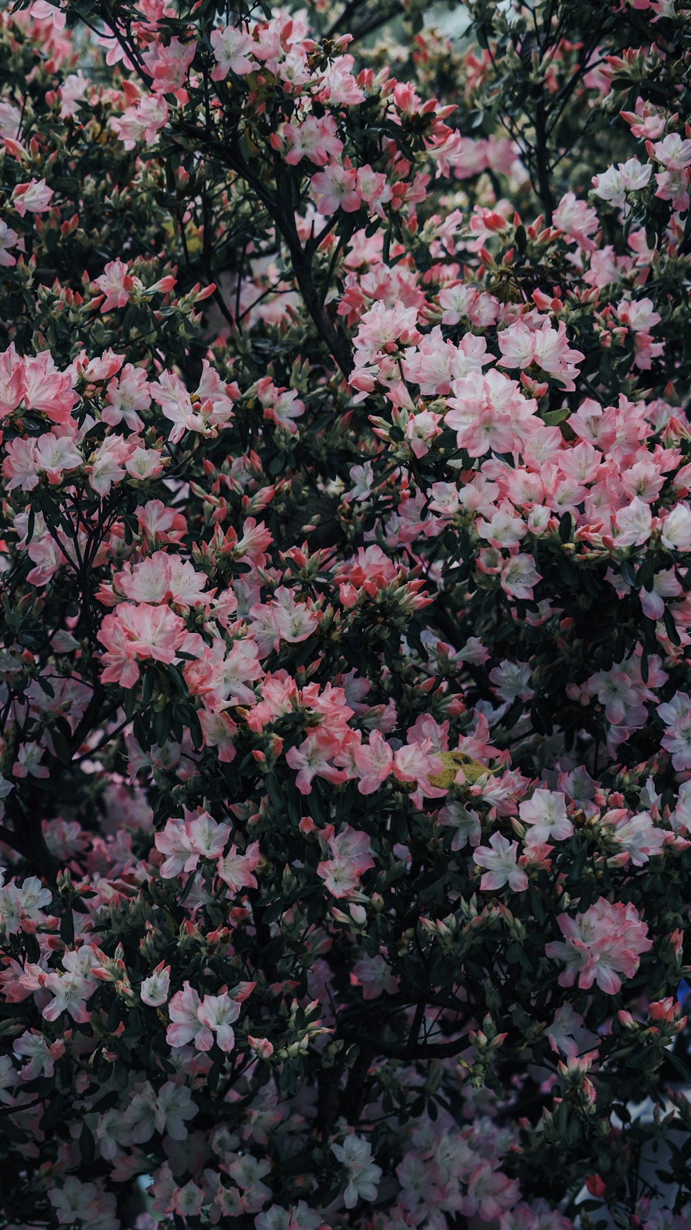a bush of pink and white flowers with green leaves