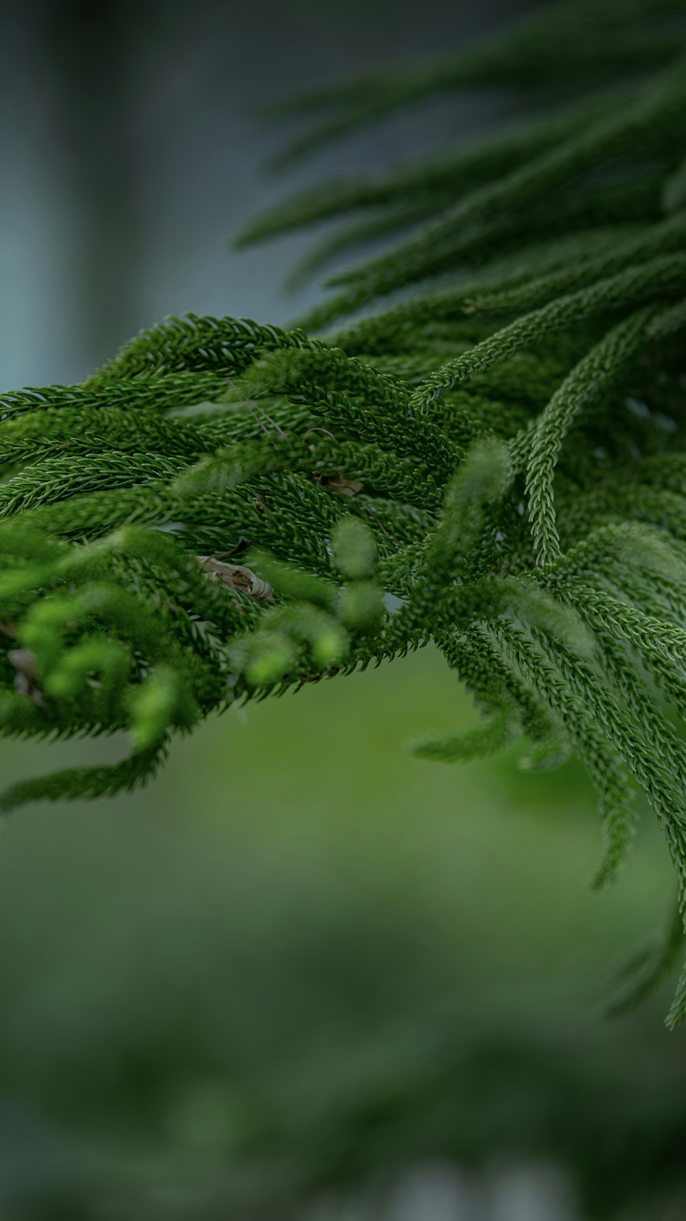 a close up of a green tree branch