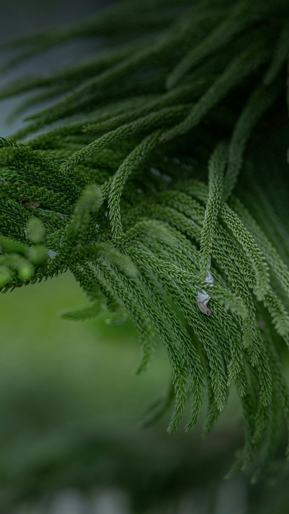 a close up of a green tree branch