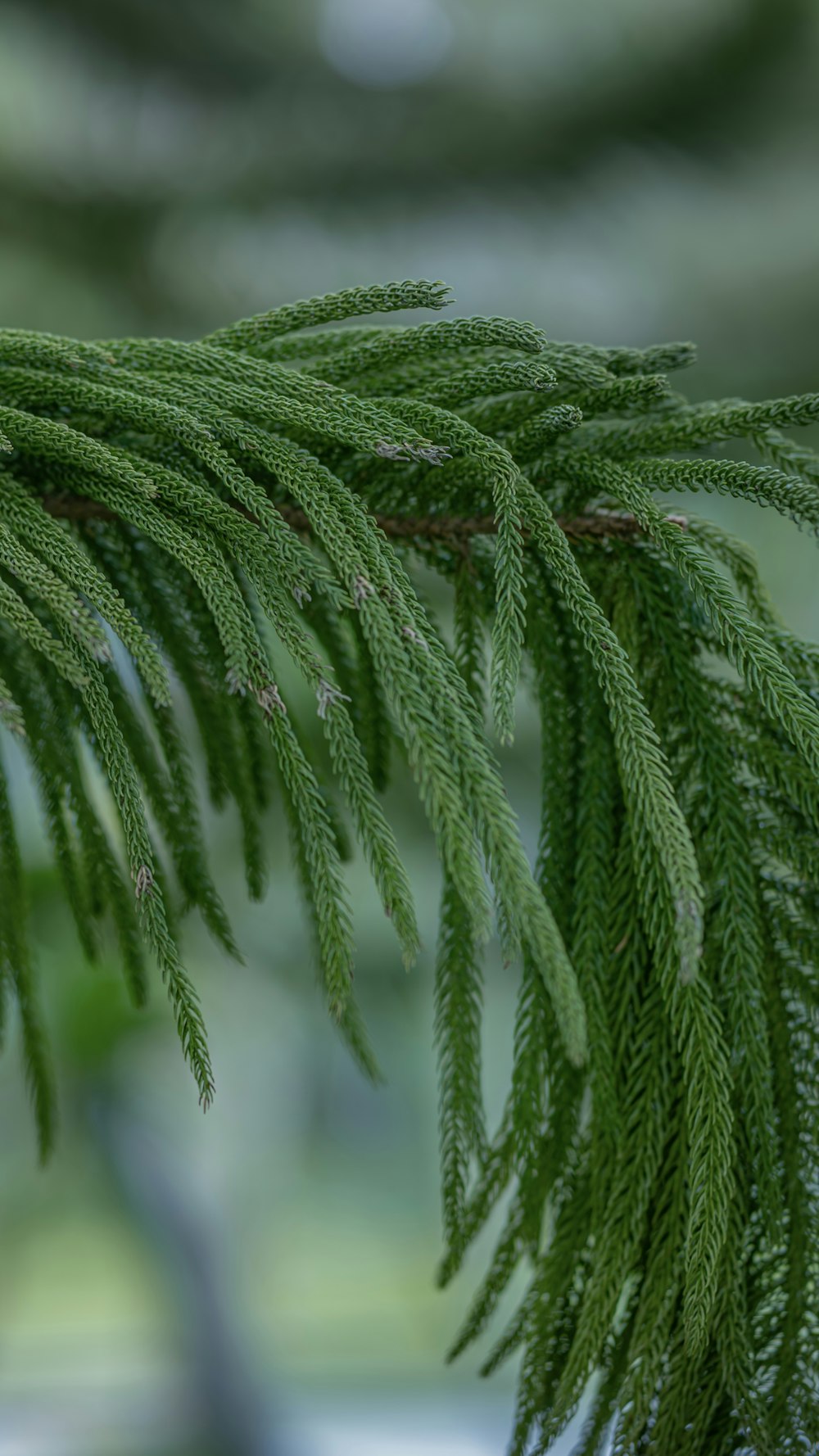 a close up of a tree branch with a blurry background