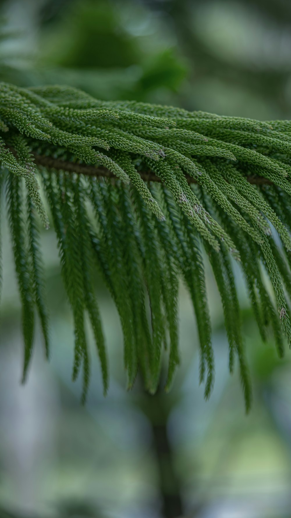 a close up of a pine tree branch