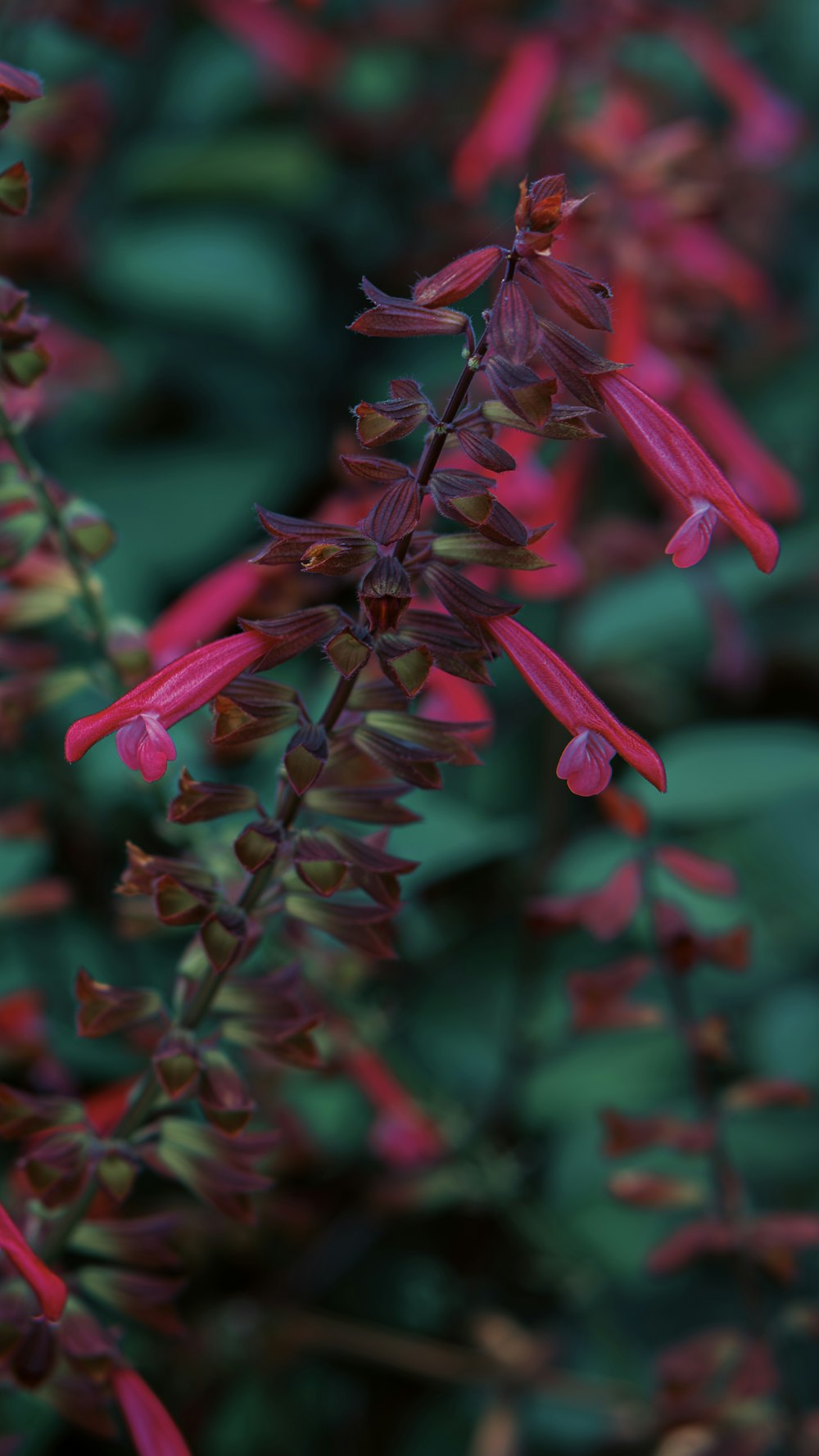 a close up of a plant with red flowers