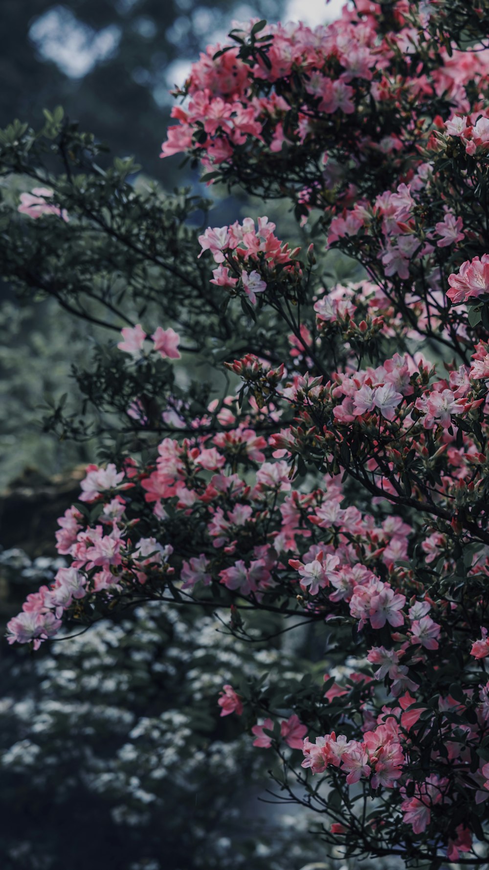 pink flowers are blooming on a tree