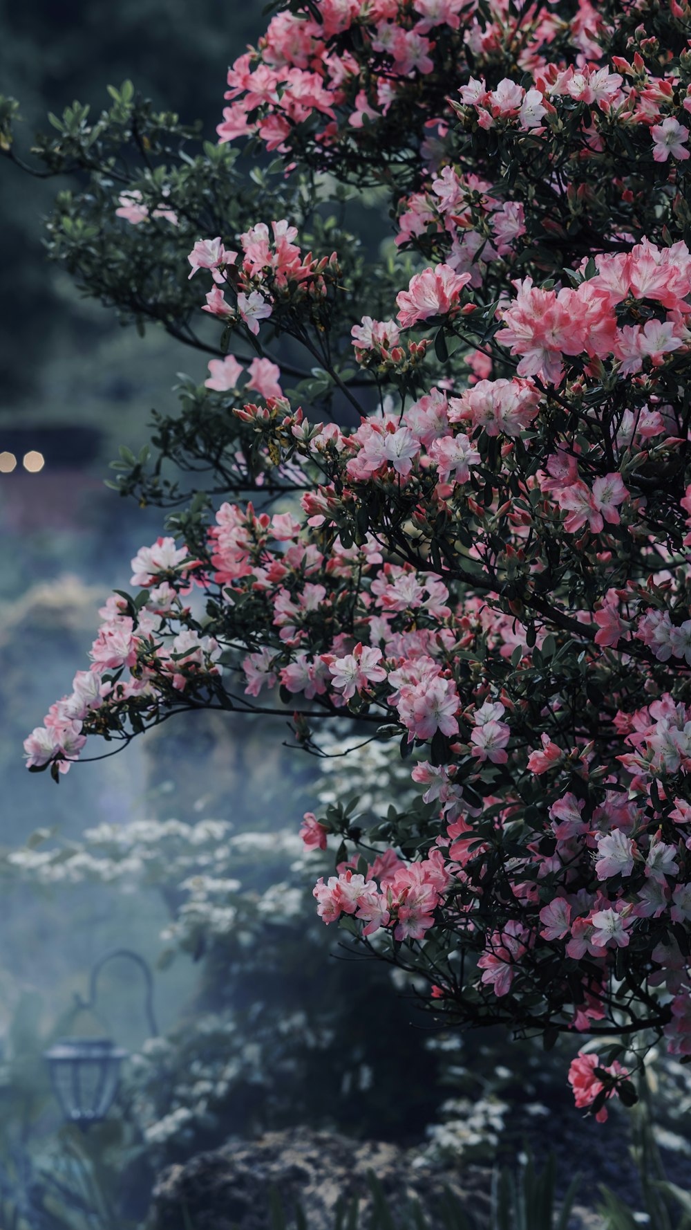 a bush with pink flowers in the foreground