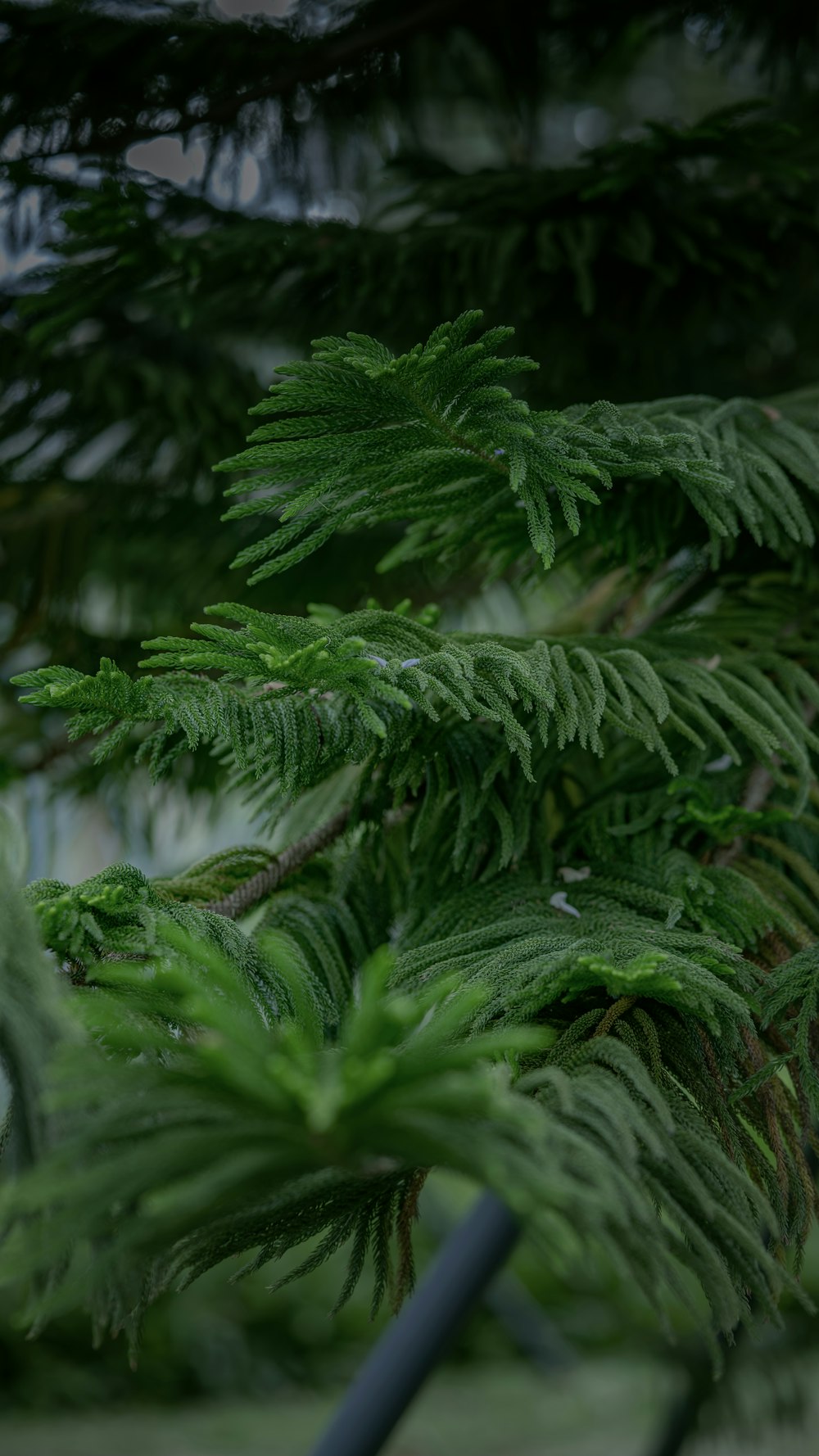 a close up of a pine tree branch