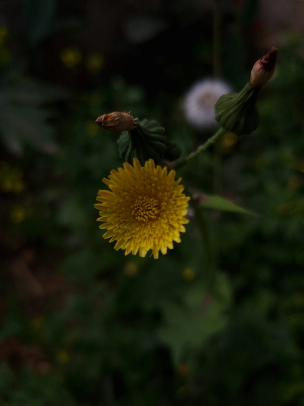 a single dandelion flower in the middle of a field