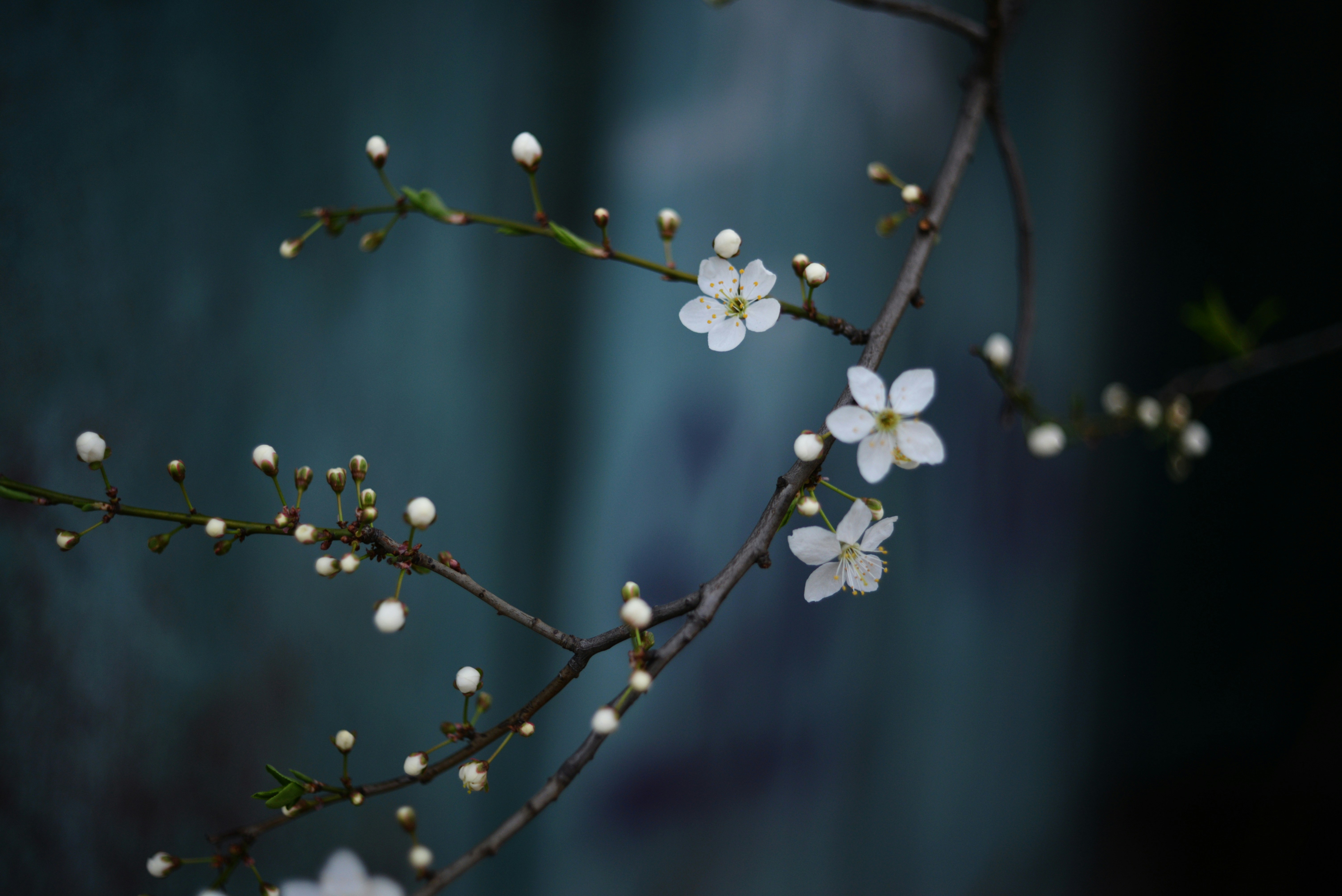 Photo by cherstve_pechivo