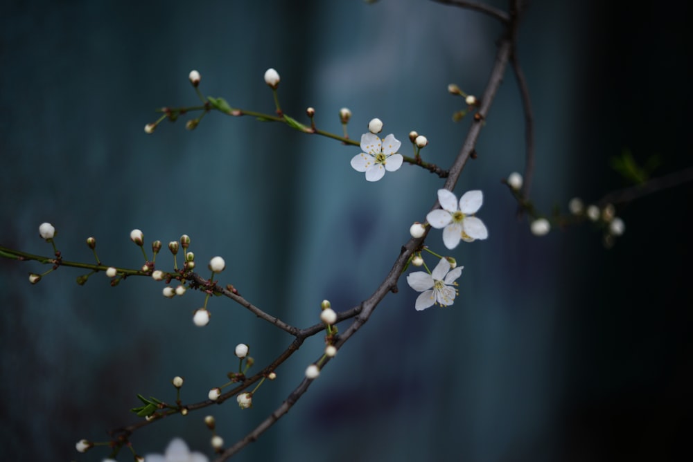 a branch of a tree with white flowers