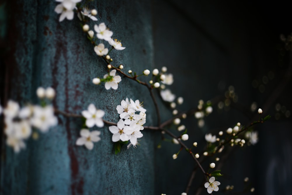 a branch of a tree with white flowers