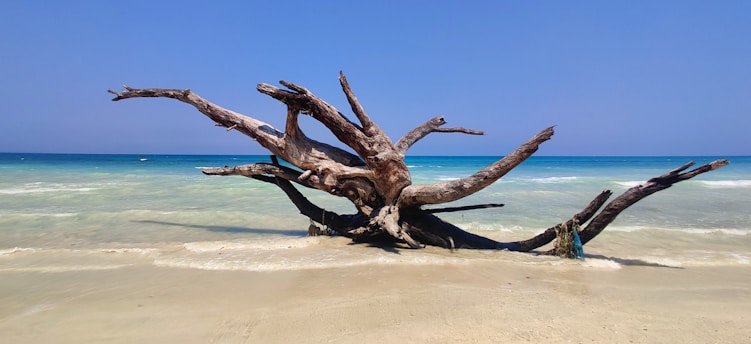 a tree that is sitting in the sand