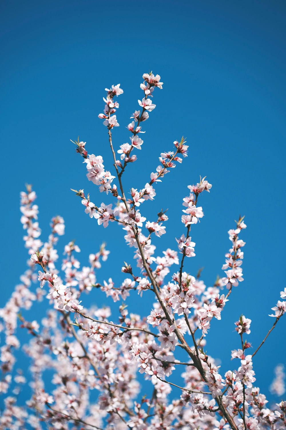 a close up of a tree with pink flowers