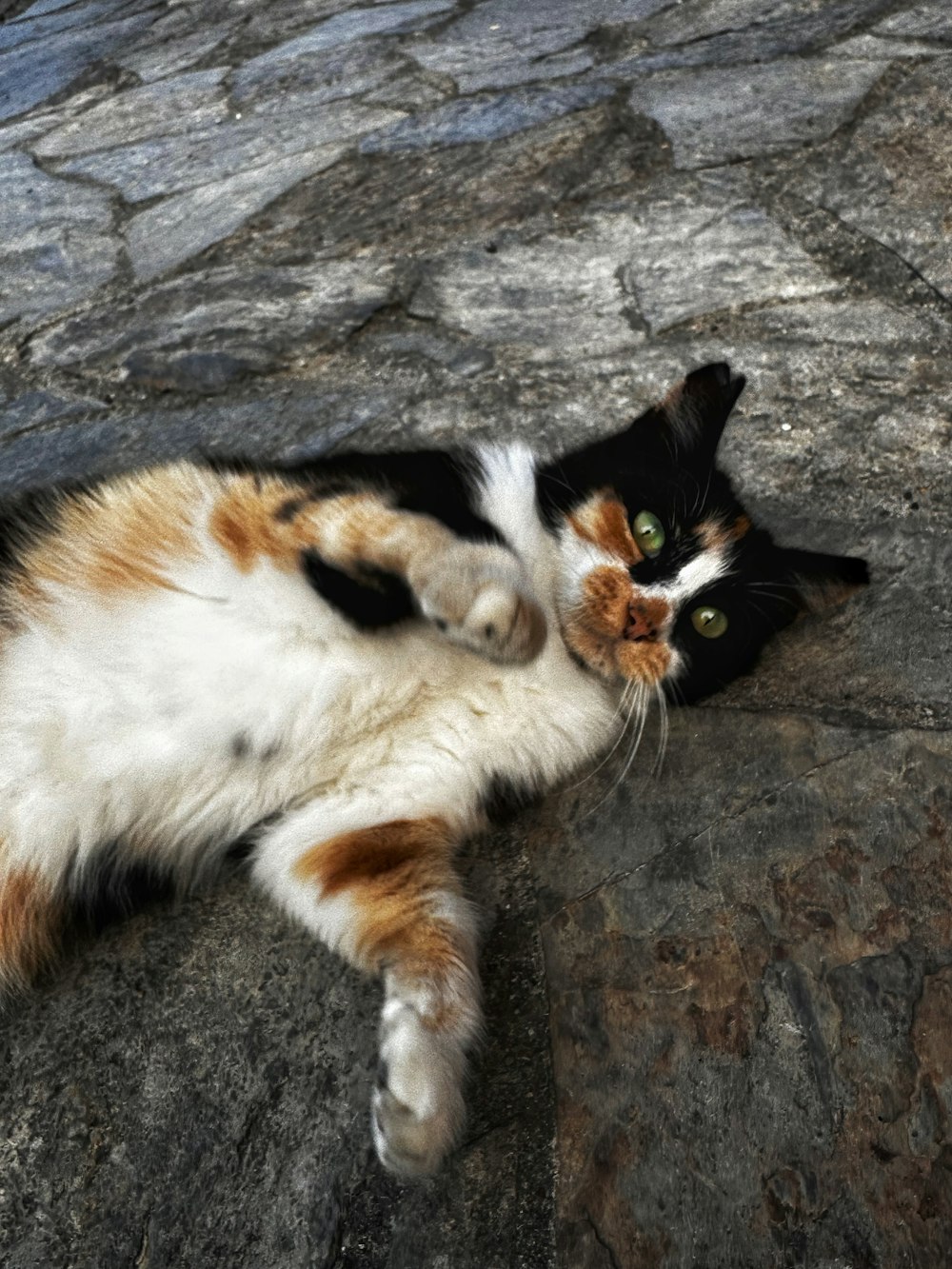 a calico cat laying on top of a rock