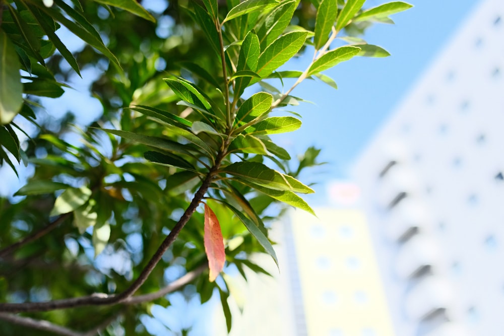 a tree branch with a building in the background