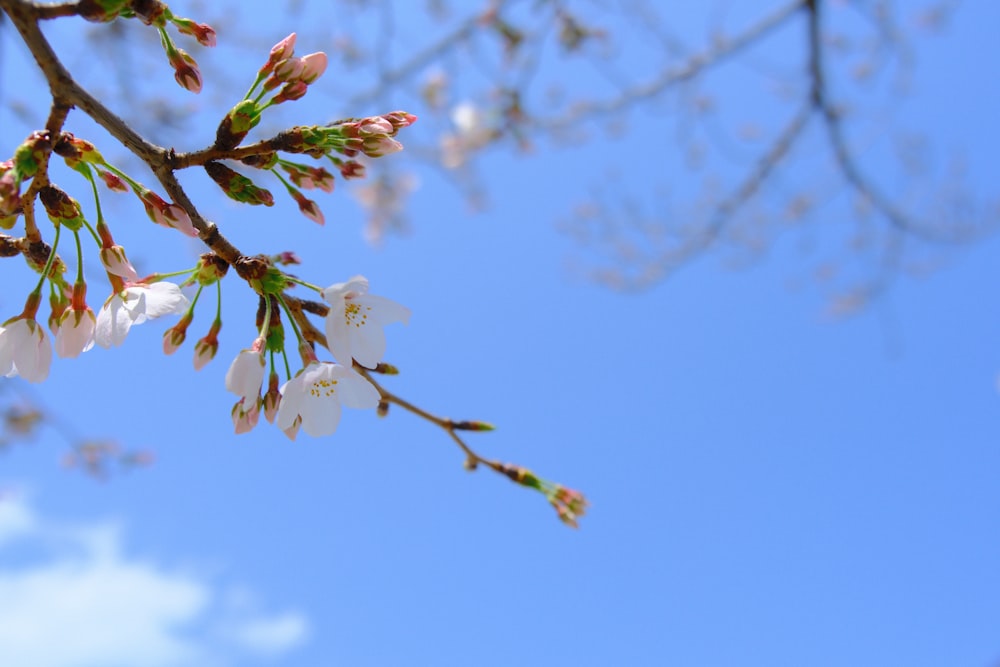 a tree branch with white flowers against a blue sky