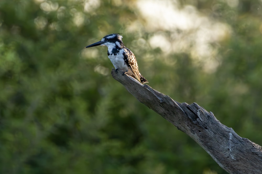 a small bird perched on a tree branch