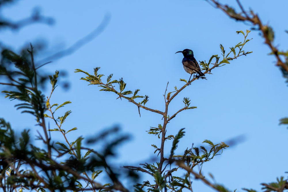 a bird sitting on top of a tree branch